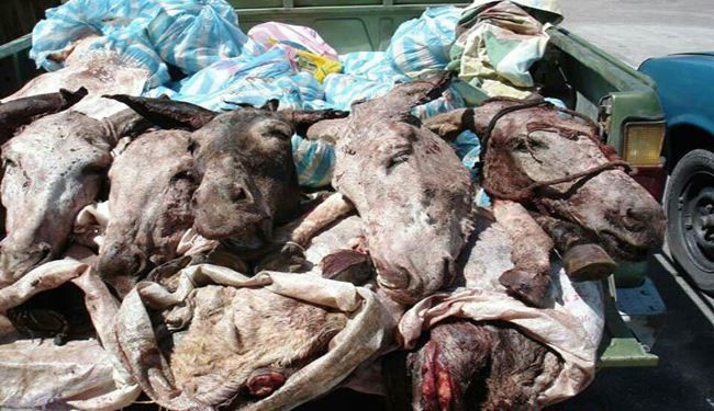 رام کنندۀ شیر در مصر، گوشت الاغ می فروخت