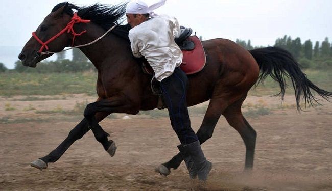 شاهد.. جنون محاربي قيرغيزستان