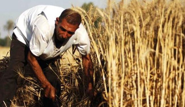 القمح، النفط الاخر لتنظيم 