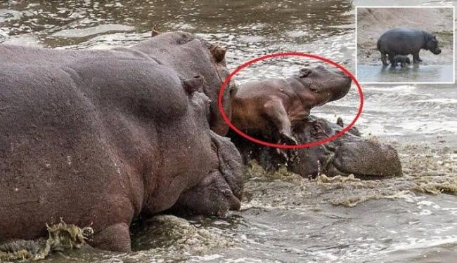 صور لقطيع أفراس نهر قتل صغيره وتركه غذاء لتمساح