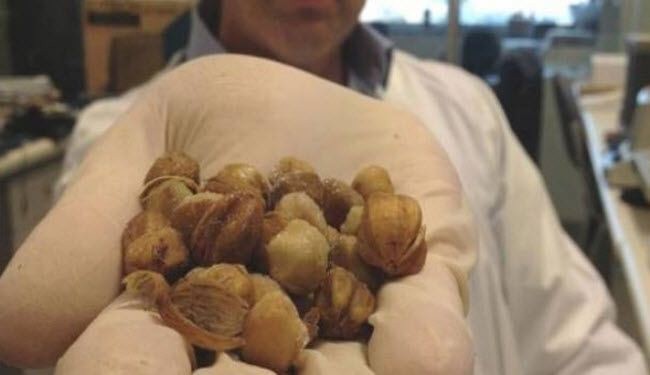 هذه الثمار تقضي على السرطان خلال 5 دقائق فقط !
