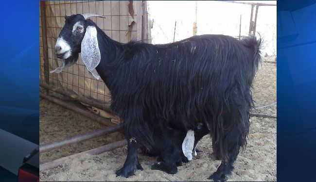 بالصور.. حالة غريبة.. ولادة ماعز بعين واحدة بديالى