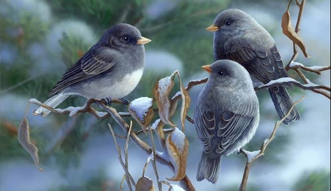 نقاشی های بسیار زیبا از پـرنـدگان در طبیـعت