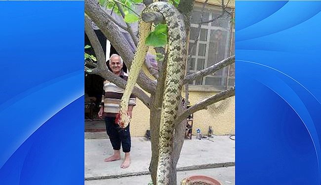 مهندس زراعي يُمسك باكبر افعى في ديالى +صورة