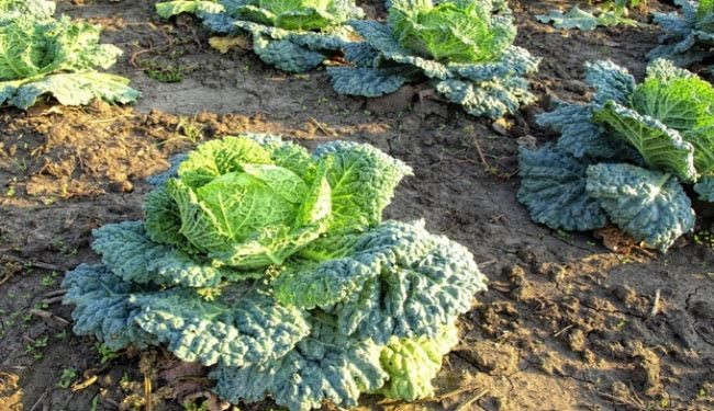 خطوات بسيطة ورائعة لتحضير البوتوكس في المنزل!