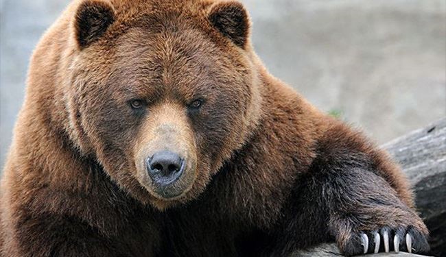 فنلندا.. قتل دب عرقل تدريبات عسكرية بمشاركة 3 آلاف جندي