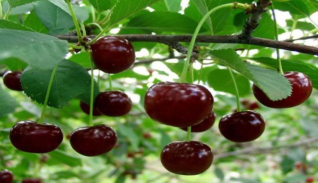 11 فائدة للكرز منها تخفيف الألم وإنقاص الوزن