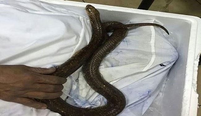 سعودي يهرّب 10 ثعابين في جوربه على طائرة إندونيسية!