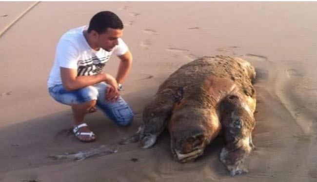 بالصور... ما سر كل هذه الضجة في شاطئ طنجة؟