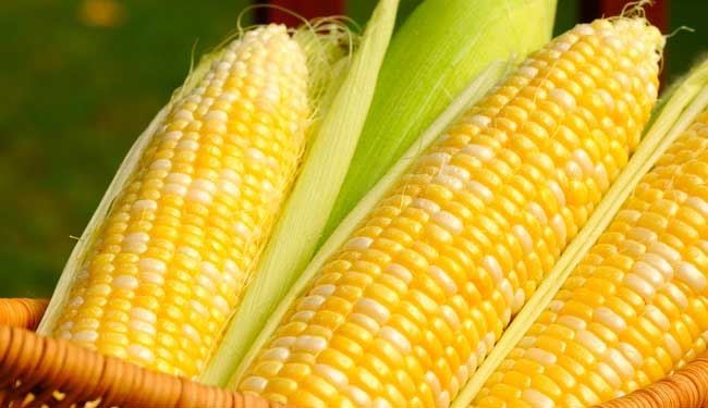 عجیب ترین ذرت + عکس