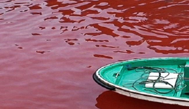 بالصور.. بحر في اليابان يتحول إلى دماء في شهر سبتمبر!