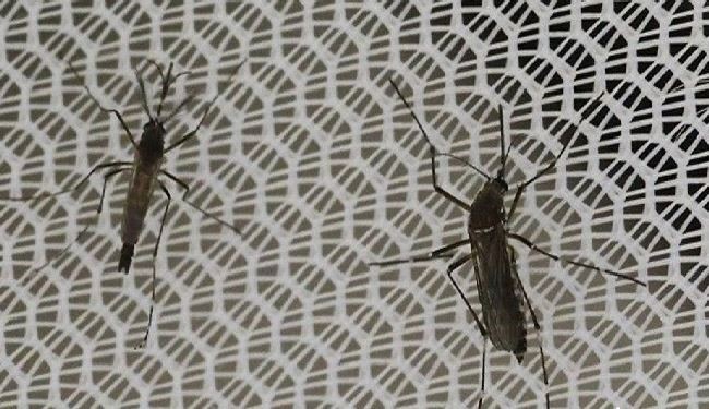هذه طرق طبيعية تُبعد الحشرات المزعجة عن منزلك
