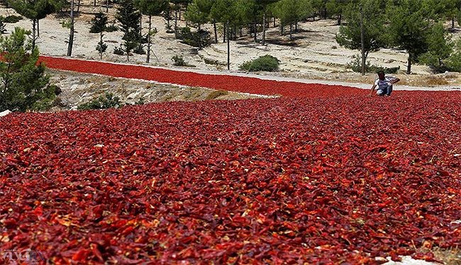 طريق الفلفل الاحمر في تركيا.. تعرف على فوائده وأضراره؟