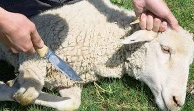 جدل فقهي جديد في مصر حول جواز الأضحية بـ