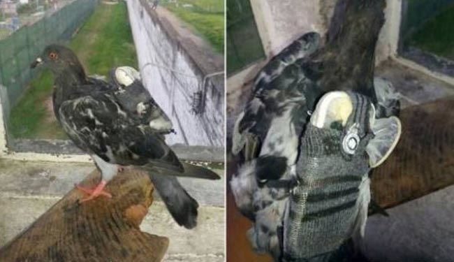 القبض على «حمامة» بالجرم المشهود.. ماذا تهرّب؟!