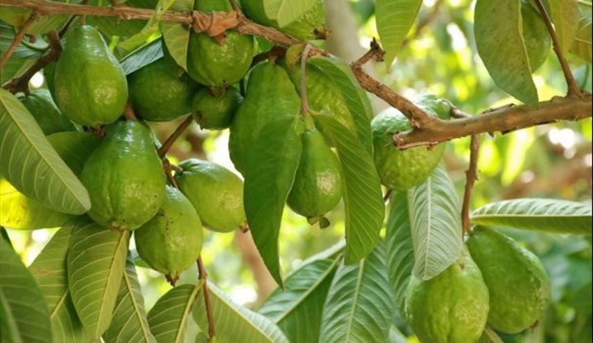 بعد غليها وتبريدها ضعها على رأسك .. ستبهرك النتيجة!