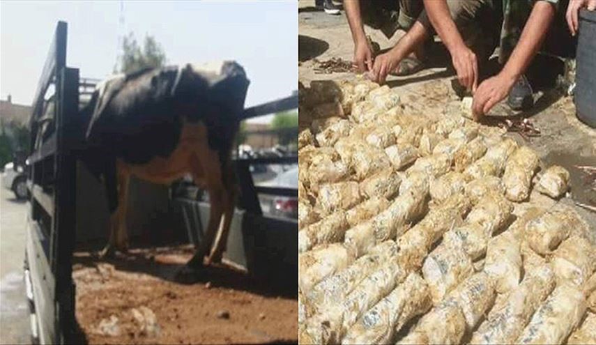 بالصور.. بقرة محشوة بذخائر متجهة للمسلحين بريف دمشق!
