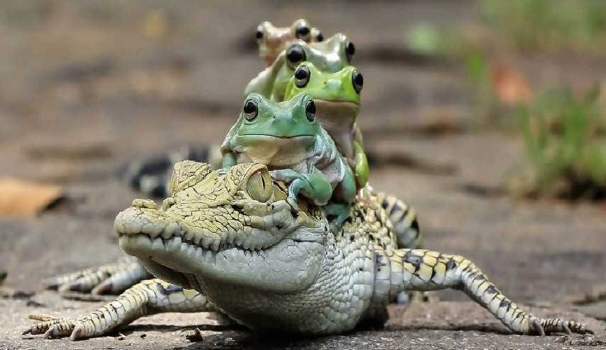 صورة مذهلة...هكذا تستخدم الضفادع تمساحا كوسيلة للتنقل