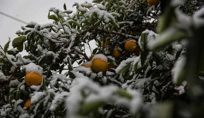 خسارت سرما به مرکبات جزیی است