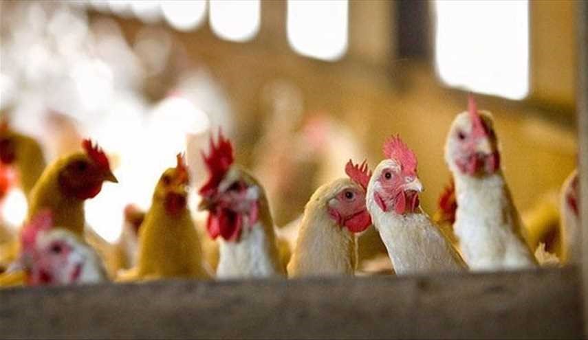 آنفلوانزای پرندگان به هلند رسید