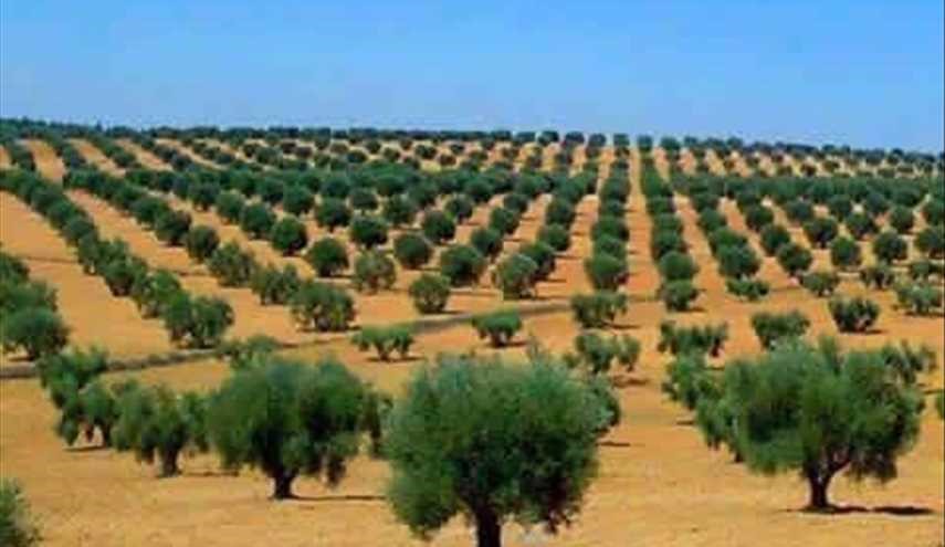 بالصور..ثاني أكبر مزرعة للزيتون في العالم بعد مزارع أسبانيا 