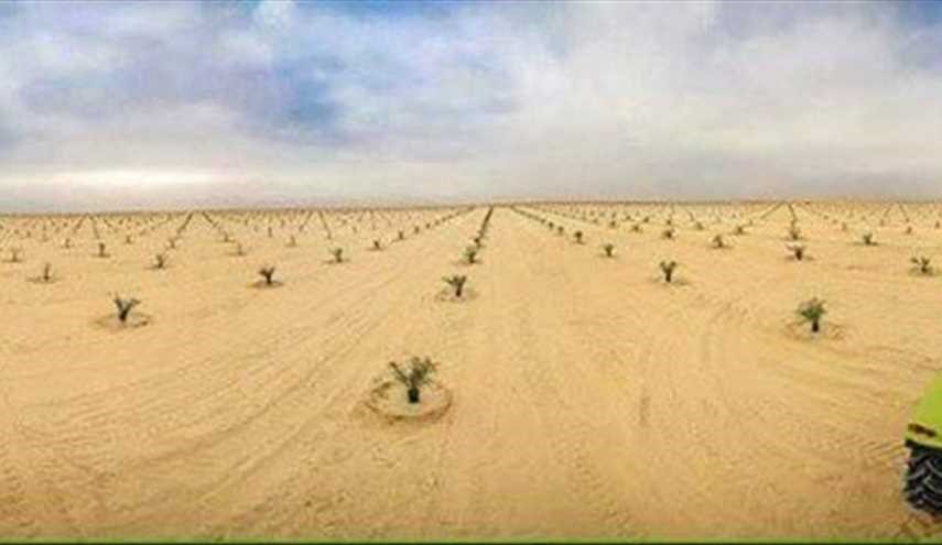 بالصور..اكبر مشروع للنخيل في العراق في كربلاء تحت إشراف العتبه الحسينيه المقدسة للقضاء على التصحر