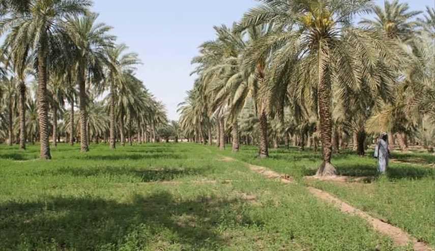 من جمال مدينة السماوة العراقية