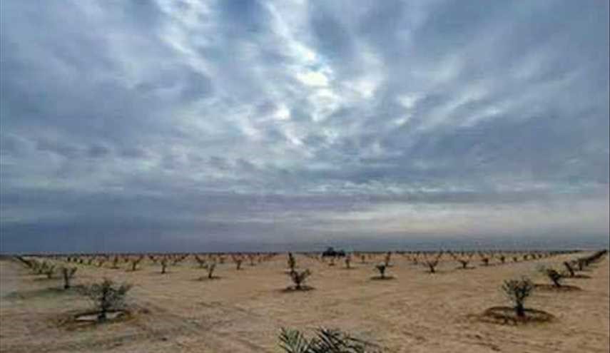 بالصور ...أشجار النخيل في كربلاء المقدسة