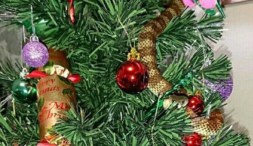 مار یک متری، ارمغان درخت کریسمس برای زن استرالیایی! +عکس