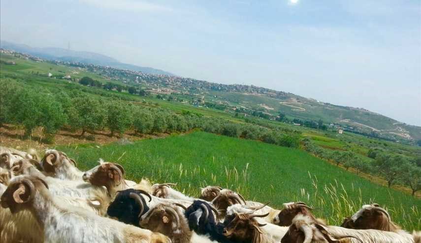 الخيام وفي الخلفية جبل الشيخ مكللا بالثلج ...