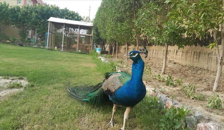 شاهد اجمل الصوره لطاوس داخل مدينه الزائرين الخاصة في العتبه العباسيه المقدسة