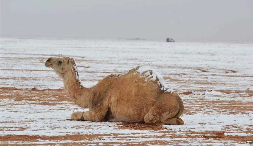 تصاویر؛ شتر برفی در عربستان!