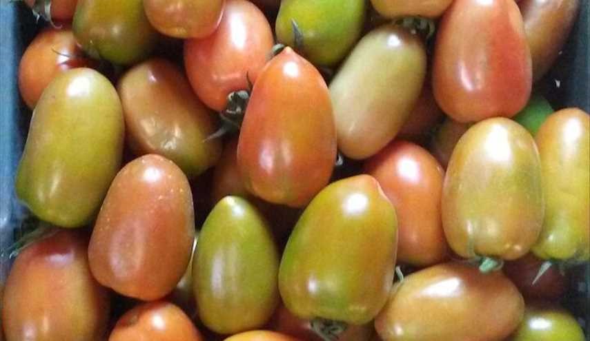 الطماطم في اليمن ..