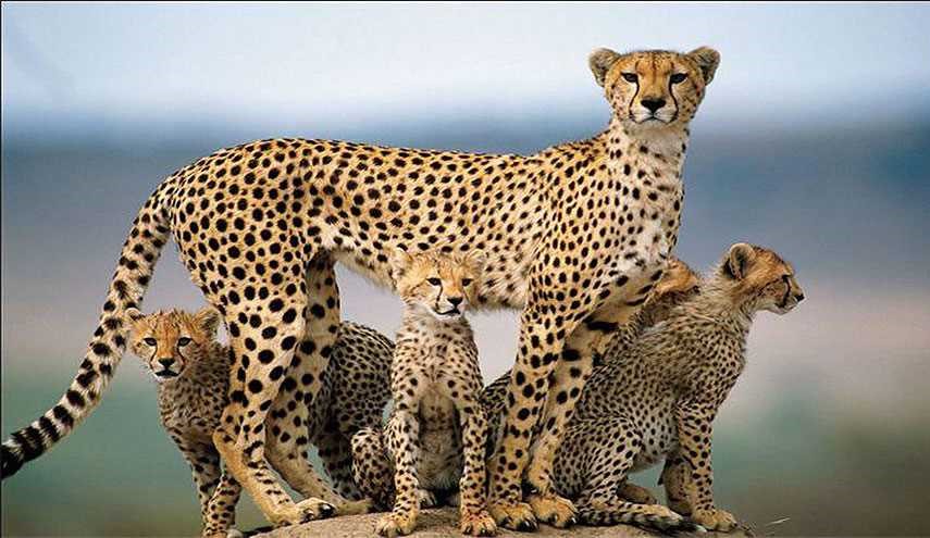 یوزپلنگ ایرانی