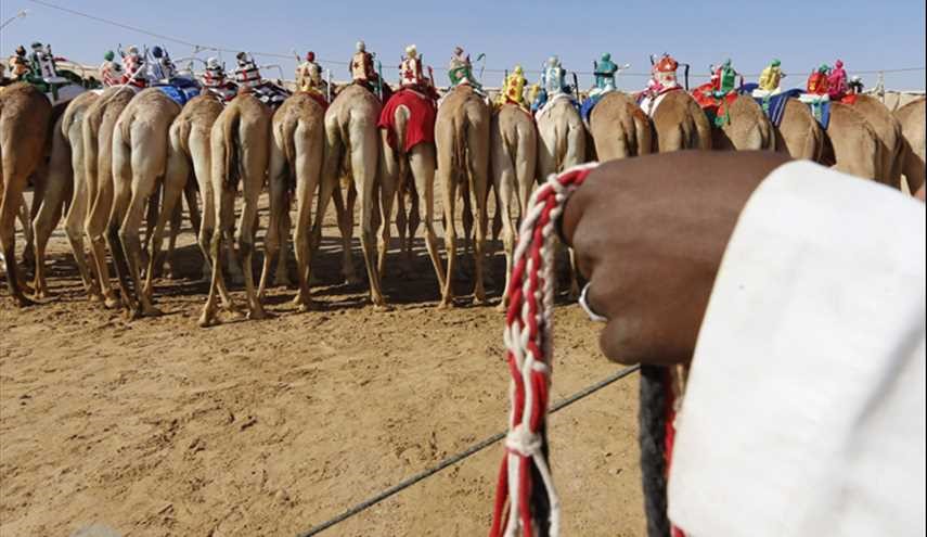 استخدم رجل آلي يركب الجمل في الامارات