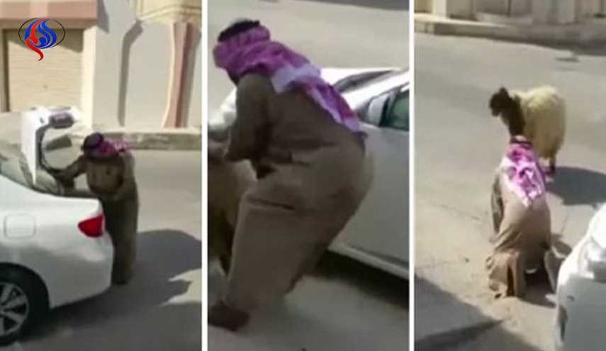 امرأة تسخر من زوجها بسبب خروف عجز عن حمله… ومغردون طلقها!