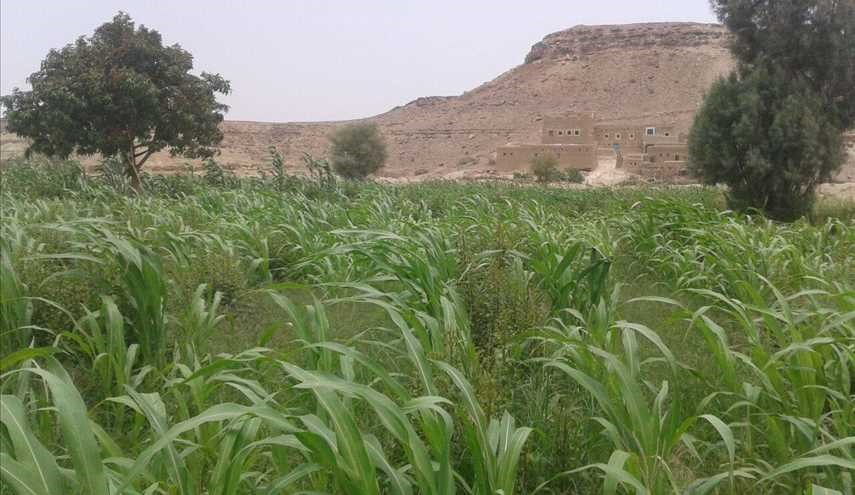 بالصور ...لقطات من طبيعة أراضي اليمن