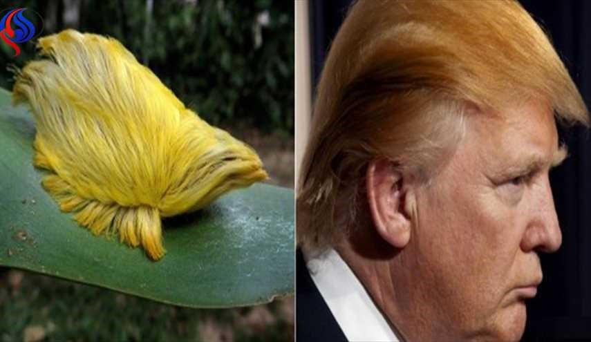 حشره‌ای به نام دونالد ترامپ! +عکس