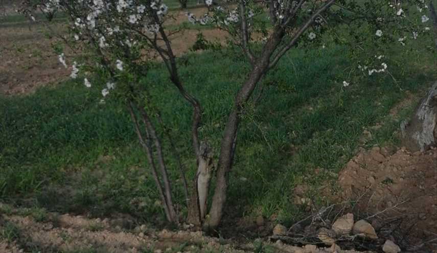 بالصور..بداية موسم اللوز بمنطقة ايت عيسى احاحان بالصويرة في المغرب