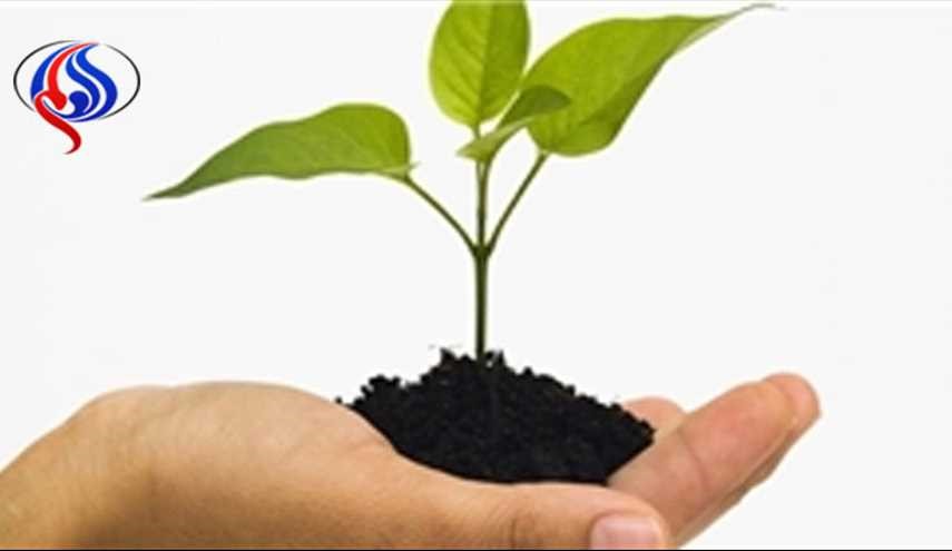 چرا اندازه گیاهان خانگی کوچک‌تر است؟