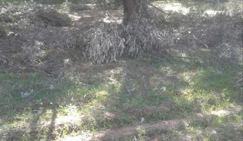 بالصور..مزرعة للخراف في قرية 