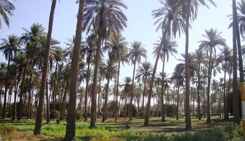 بساتين التمر في محافظة واسط