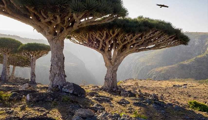 ارخبيل السقطري في اليمن، الجنة المنسية