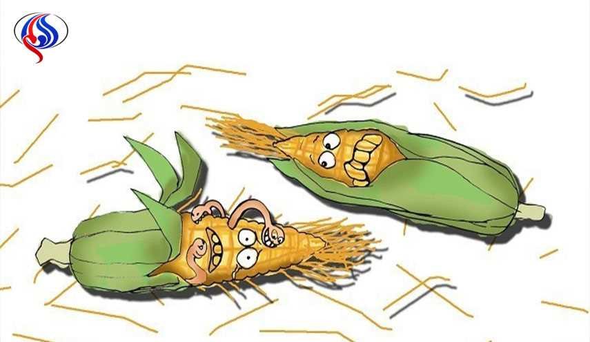 خبراء يحذرون من اختفاء الذرة!