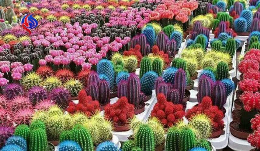 رنگ های زیبای گل کاکتوس که تاکنون ندیده اید+ عکس