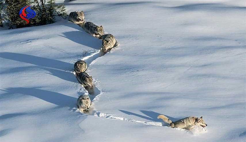 صور لقطيع الذئاب وسط الثلوج في محافظة خراسان
