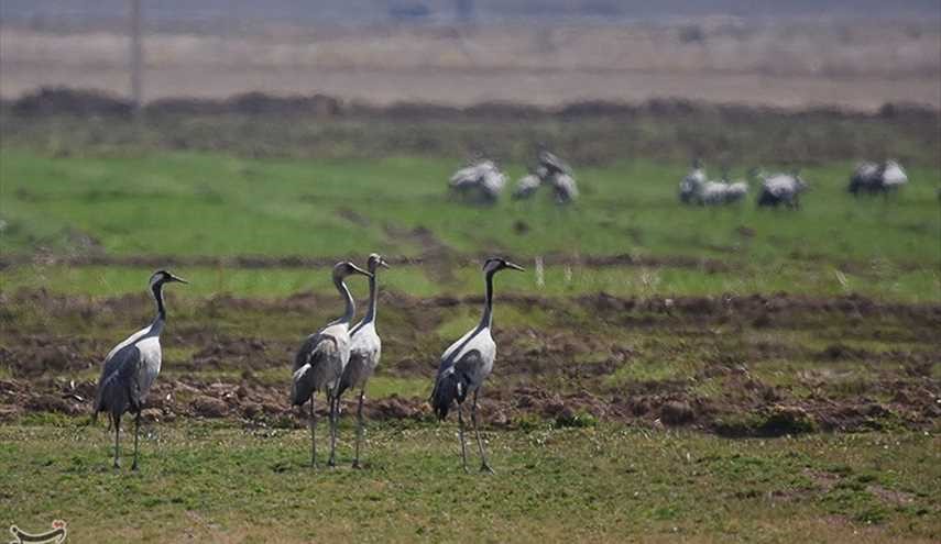 طيور الكركي المهاجرة الى البحر في محافظة فارس الايرانية