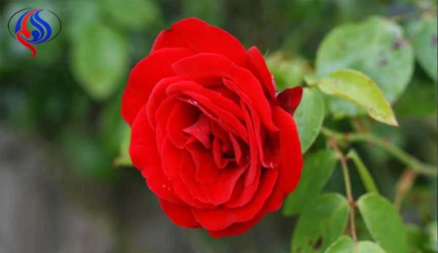 رُز هایی الکترونیکی که باغچه را تبدیل به باتری کنند