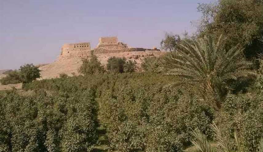 صور من الحقول و البساتين المحيطة بمدينة صعدة