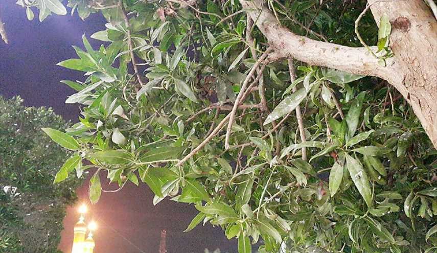 بالصور.. الليل في كربلاء المقدسة